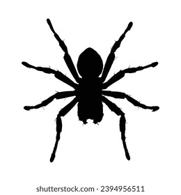 Spider silhouette. Spider vector illustration.