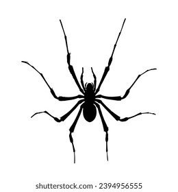 Spider silhouette. Spider vector illustration.