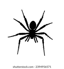 Spider silhouette. Spider vector illustration.