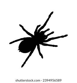 Spider silhouette. Spider vector illustration.