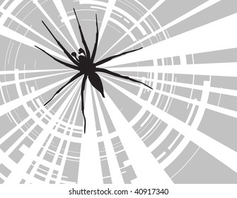 spider sitting on web
