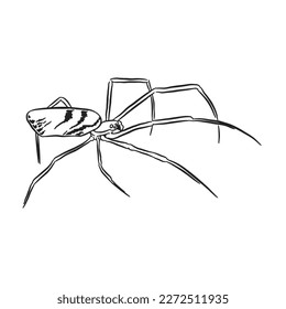 Esbozo de araña 3 vector aislado