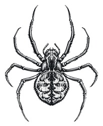 Croquis D'araignée. Insecte Animale Dans Le Style De Gravure Vintage. Illustration Vectorielle