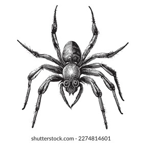 Esbozo de araña dibujado a mano Ilustración vectorial, insectos