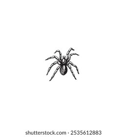 Spider sketch. Vector graphic line illustration, hand drawn isolated. Black and white doodle. Spooky dangerous insect Black widow, wild animals. Clipart for Halloween postcard, sticker, tattoo, logo.