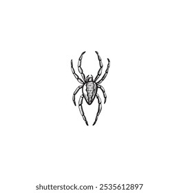 Esboço de aranha. Ilustração de linha gráfica vetorial, desenhada à mão isolada. Rabiscar preto e branco. Inseto perigoso assustador Viúva negra, animais selvagens. Clipart para cartão postal de Halloween, adesivo, tatuagem, logotipo.