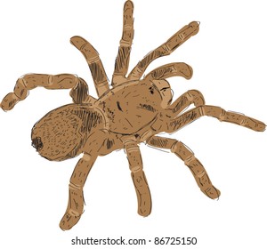 Spider sketch vector illustration