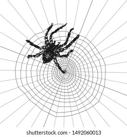 Spider sketch vector illustration. Hand drawn style picture. Good for halloween party design.