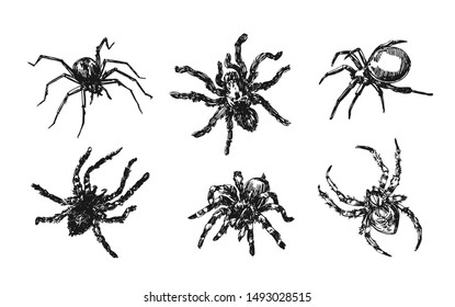 Spider sketch vector set of illustration. Hand drawn style picture. Good for halloween party design.