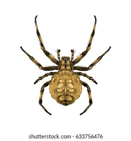a spider with spots on the back brown symmetrical top view sketch vector graphics color picture