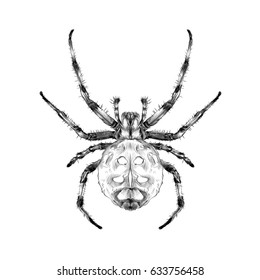 a spider with spots on the back of the symmetric top view sketch vector graphics black and white drawing