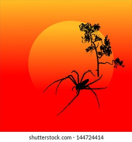 Spider and sunset