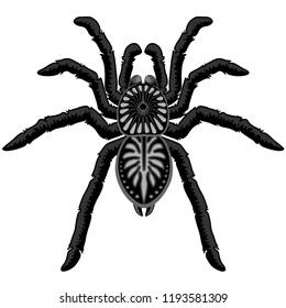 
Spider Tarantula Black Widow Tattoo Style Black and White Decorative Isolated 