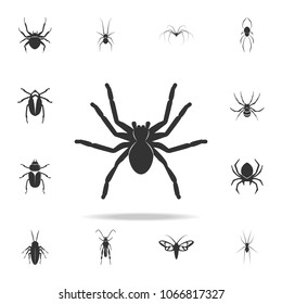 spider tarantula. Detailed set of insects items icons. Premium quality graphic design. One of the collection icons for websites, web design, mobile app on white background