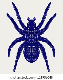 Spider tarantula. Doodle style