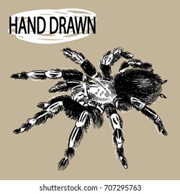 spider tarantula. Drawing by hand in vintage style. The wolf rocks. Predator, attack, danger.