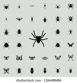 spider tarantula icon. insect icons universal set for web and mobile