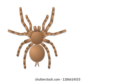 spider tarantula on white background, top view