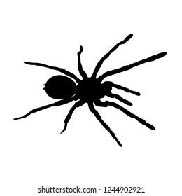 spider tarantula on white background