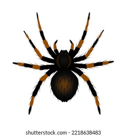 Spider tarantula on white background. Isolated.Vector illustration