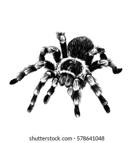 spider sketch by me  Reference  dmaniac  spiders spiderdrawing  spiderart insect insectdrawing insectart  Instagram