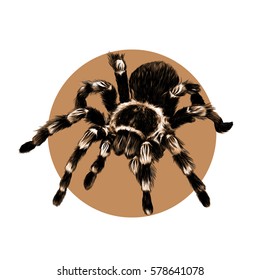 spider tarantula sketch vector on brown background circle