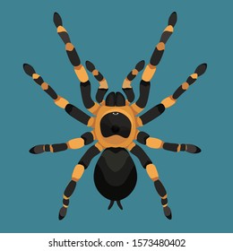 Spider Tarantula Top View Vector Color Illustration