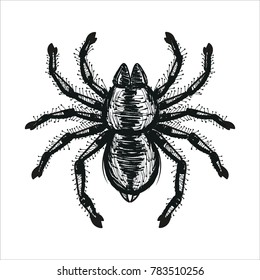 spider tarantula vector black and white drawing vector illustration