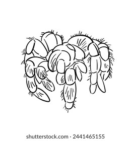spider tarantula vector color drawing. Doodle spider illustration hand drawn.
