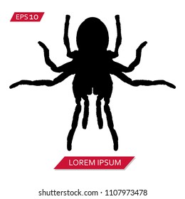 spider tarantula vector icon symbol