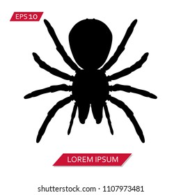 spider tarantula vector icon symbol