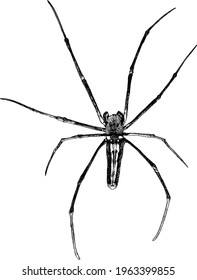 spider top view, sketch vector graphics monochrome illustration on white background