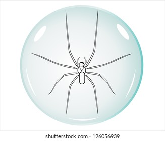 spider. Vector.