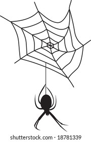 spider vector