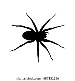 Spider. Vector.