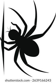 Spider Vector Art and Graphics