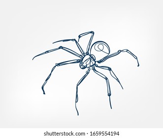 spider vector art line isolated doodle illustration