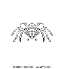 
Spider vector black and white illustration