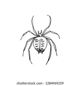 spider vector doodle sketch isolated on white background