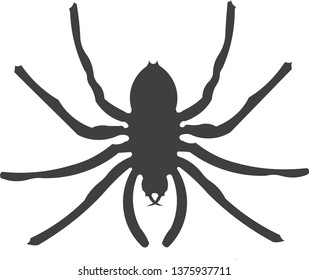 spider vector drawing