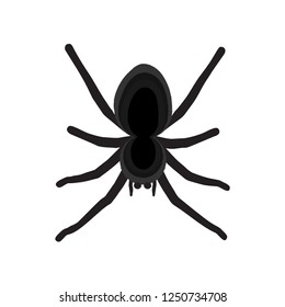 Spider vector icon.Halloween sign.