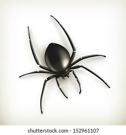 Spider vector illustration