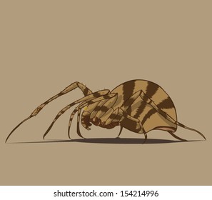 spider vector and illustration