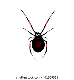 Spider vector illustration.