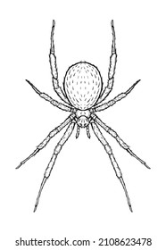 Spider. Vector illustration in cartoon style on a white background.