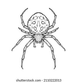 Spider. Vector illustration in cartoon style on a white background.