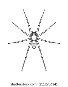 Spider. Vector illustration in cartoon style on a white background.