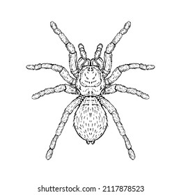 Spider. Vector illustration in cartoon style on a white background.