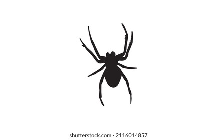 spider vector illustration design black and white