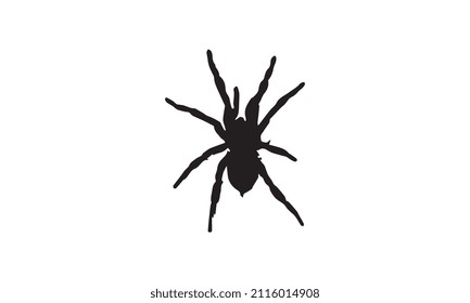 spider vector illustration design black and white